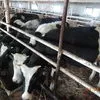 бычки Черно-Пестрые на откорм в Магнитогорске