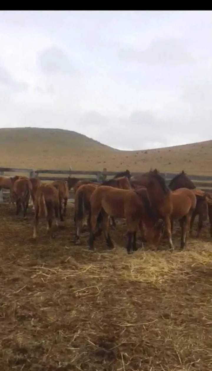 лошади в Горно-Алтайске