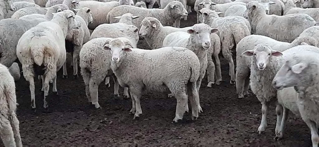 овец, баранов в Горно-Алтайске