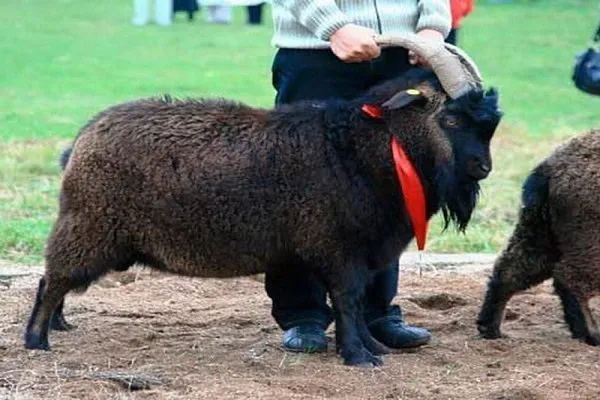 козы горноалиайской пуховый породы в Горно-Алтайске и Республике Алтай