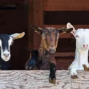 Больше 50 коз погибли при пожаре в селе на Алтае