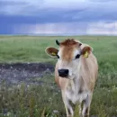 На Алтае завершают вакцинацию скота от ящура