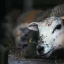 Поголовье свиней, овец и коз на Алтае за год уменьшилось на 6-7%