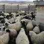 овцы на убой, выход мяса 50% в Горно-Алтайске 4