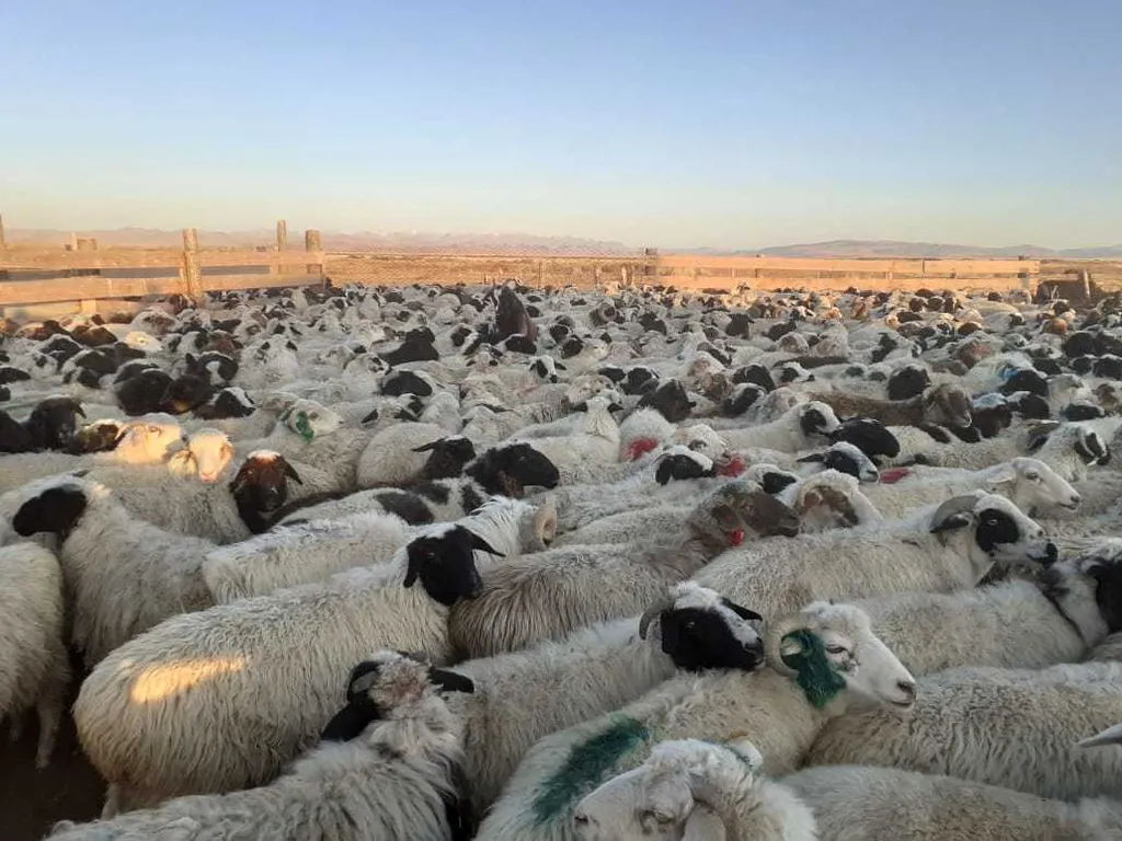 овцы на убой, выход мяса 50% в Горно-Алтайске 2