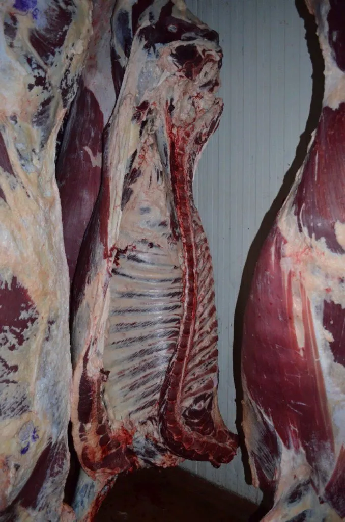 фотография продукта Мясо говядина оптом 256р./кг.