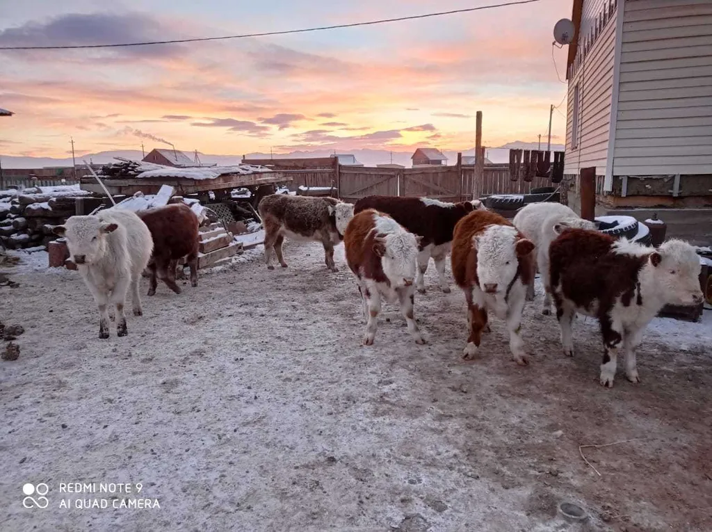 экспорт скота, крс, овцы, бараны в Горно-Алтайске и Республике Алтай 5