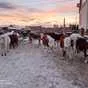 экспорт скота, крс, овцы, бараны в Горно-Алтайске и Республике Алтай 5