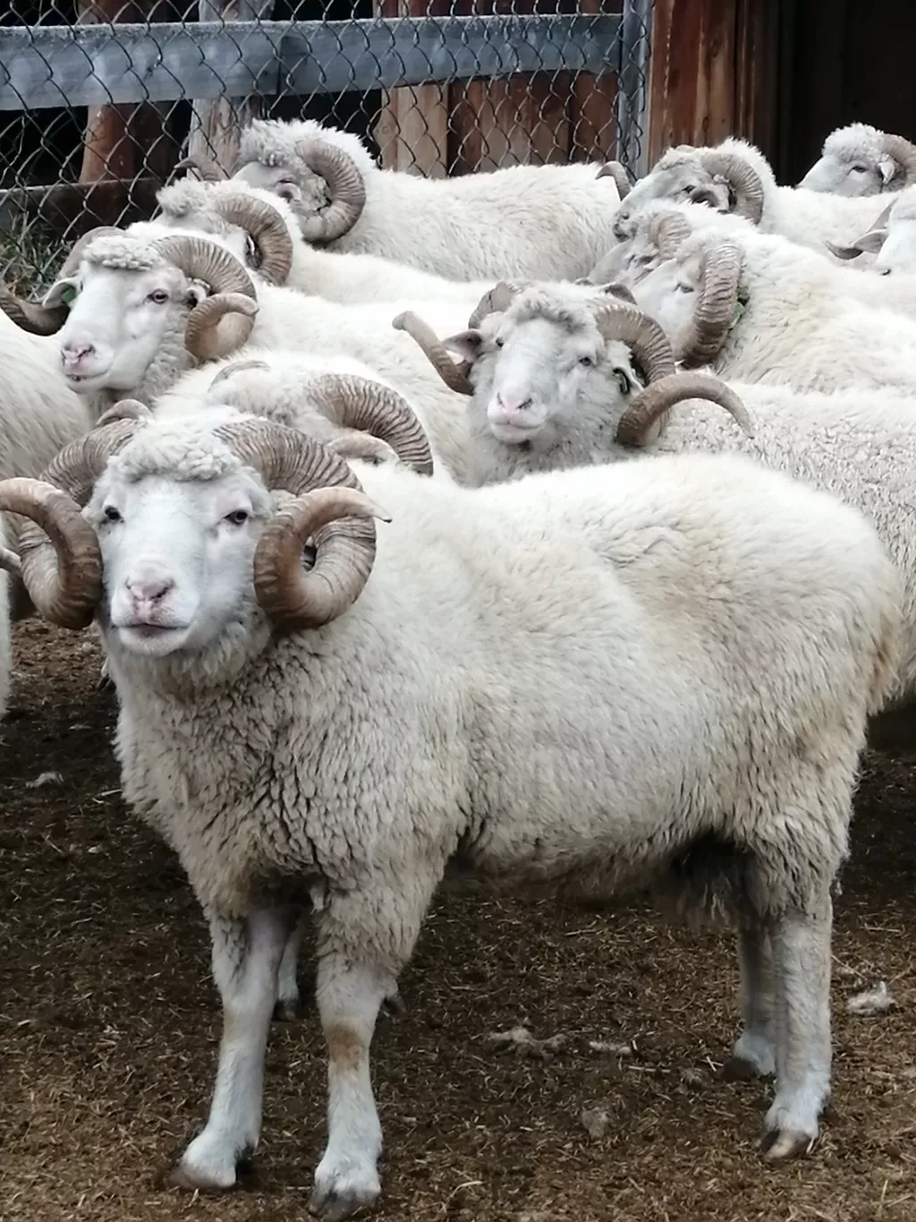 экспорт скота, крс, овцы, бараны в Горно-Алтайске и Республике Алтай