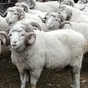 экспорт скота, крс, овцы, бараны в Горно-Алтайске и Республике Алтай