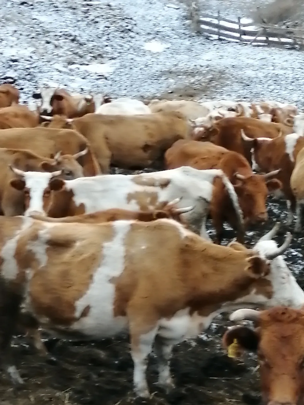 экспорт скота, крс, овцы, бараны в Горно-Алтайске и Республике Алтай 4