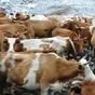 экспорт скота, крс, овцы, бараны в Горно-Алтайске и Республике Алтай 4