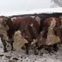 экспорт скота, крс, овцы, бараны в Горно-Алтайске и Республике Алтай 6