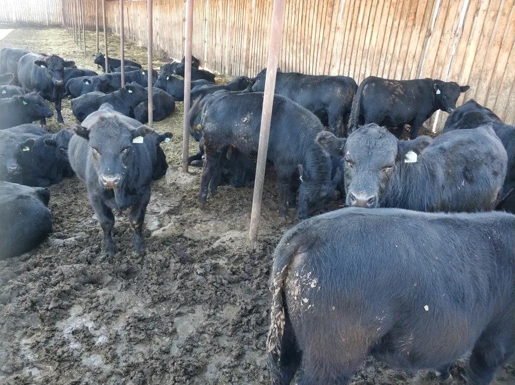экспорт скота, крс, овцы, бараны в Горно-Алтайске и Республике Алтай 3