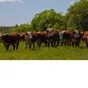 продажа элитных бычков мясных пород в Горно-Алтайске 2