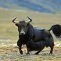 сарлык як, дикий бык, буйвол азиатский  в Горно-Алтайске и Республике Алтай