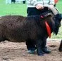 козы горноалиайской пуховый породы в Горно-Алтайске и Республике Алтай