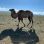 алтайские верблюды в Горно-Алтайске и Республике Алтай