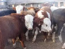 бычки  в Горно-Алтайске и Республике Алтай 2
