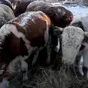 бычки на откорм в Горно-Алтайске и Республике Алтай